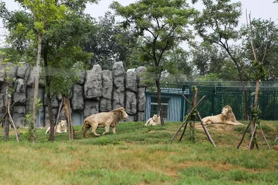 搞事情秦皇島野生動物園門票免費送歡樂無極限全家樂翻天