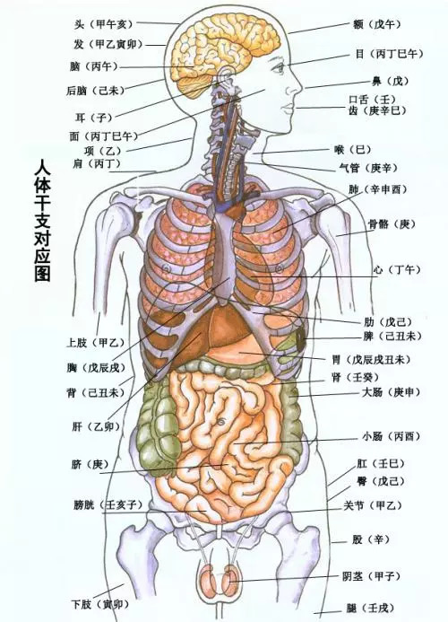 胸腔的位置图图片