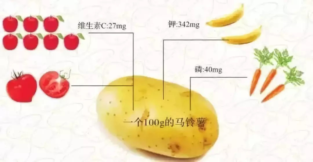 土豆解剖图图片