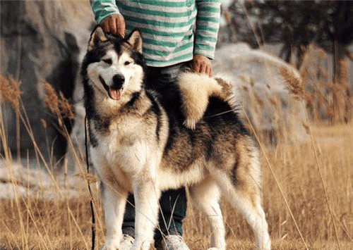 長見識了,短毛阿拉斯加雪橇犬,跟二哈好像