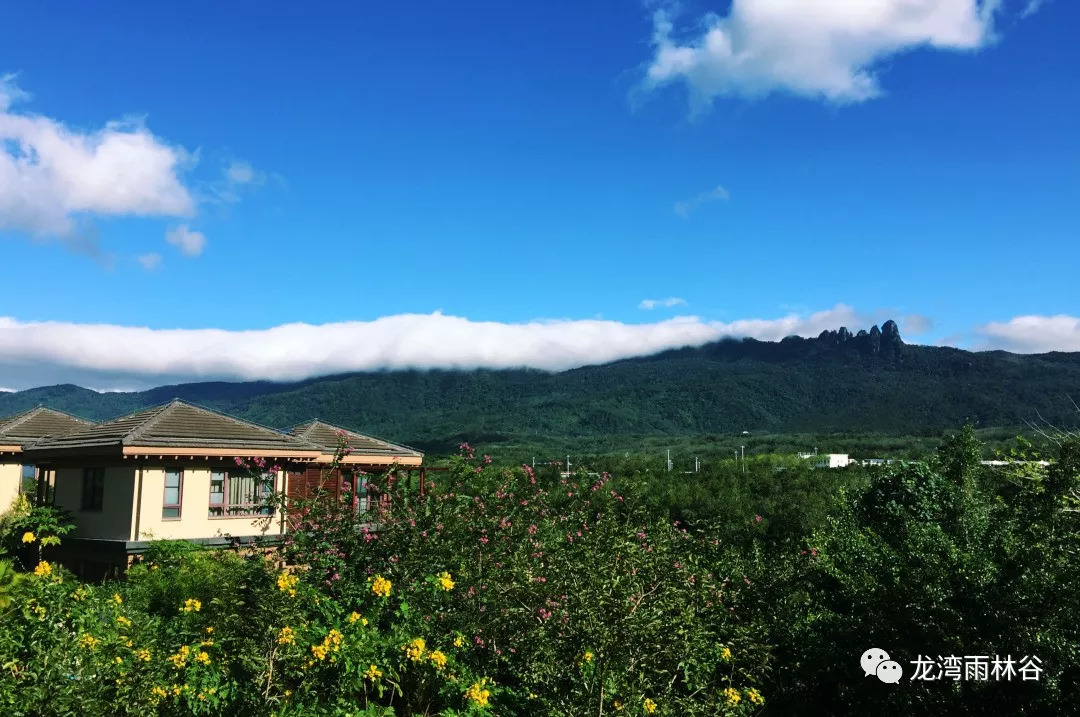 身居雨林谷心靈盼歸處