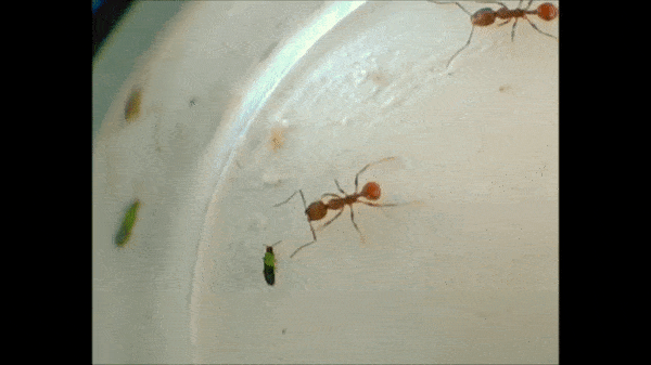 蚂蚁爬gif图片