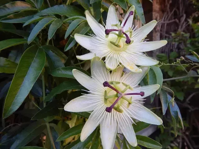 花草的時間感