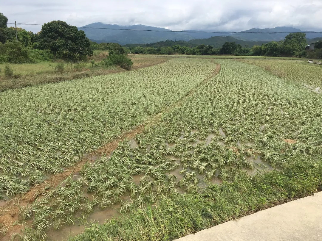 持續暴雨後農作物種植要注意這些