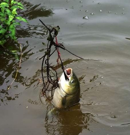 在这里我们可以采用一种叫做铁竹草的钓饵,它是草鱼最爱吃的