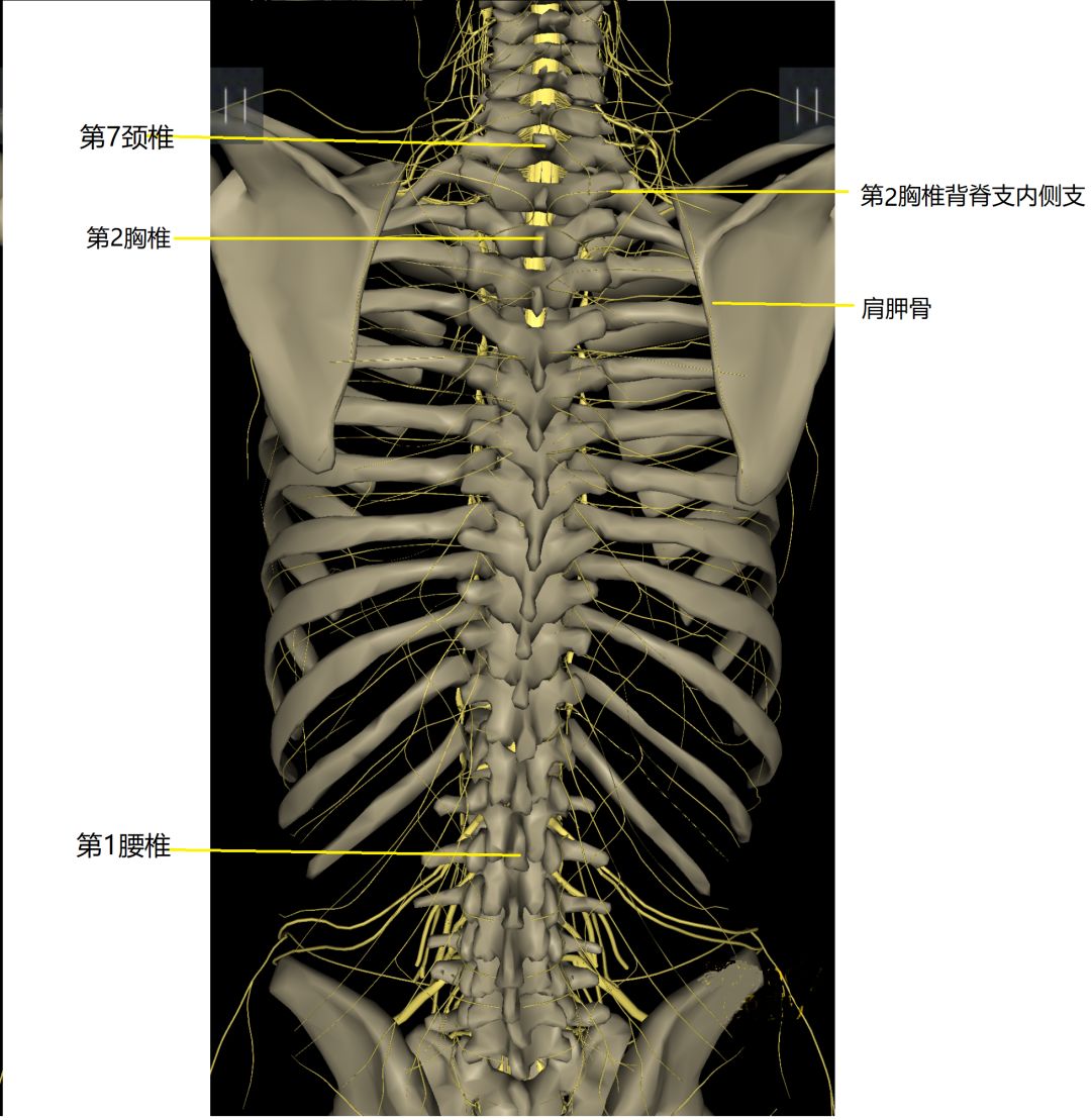 人体后背骨骼图图解图片