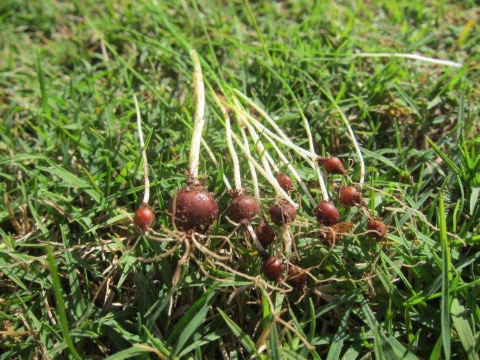 农村这种植物根部可以做成美食有开胃消食的作用