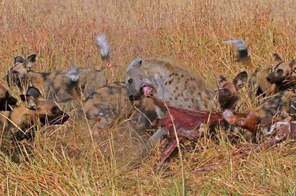 野狗咬死羚羊分食吃肉,不料遭鬣狗攪局,野狗不攻擊卻走開了