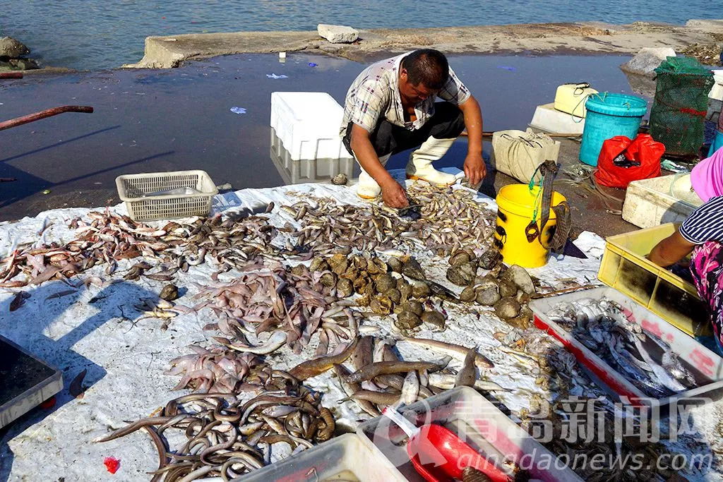 鲜活的虾虎上岸鳌山卫七沟码头活虾虎20元一斤