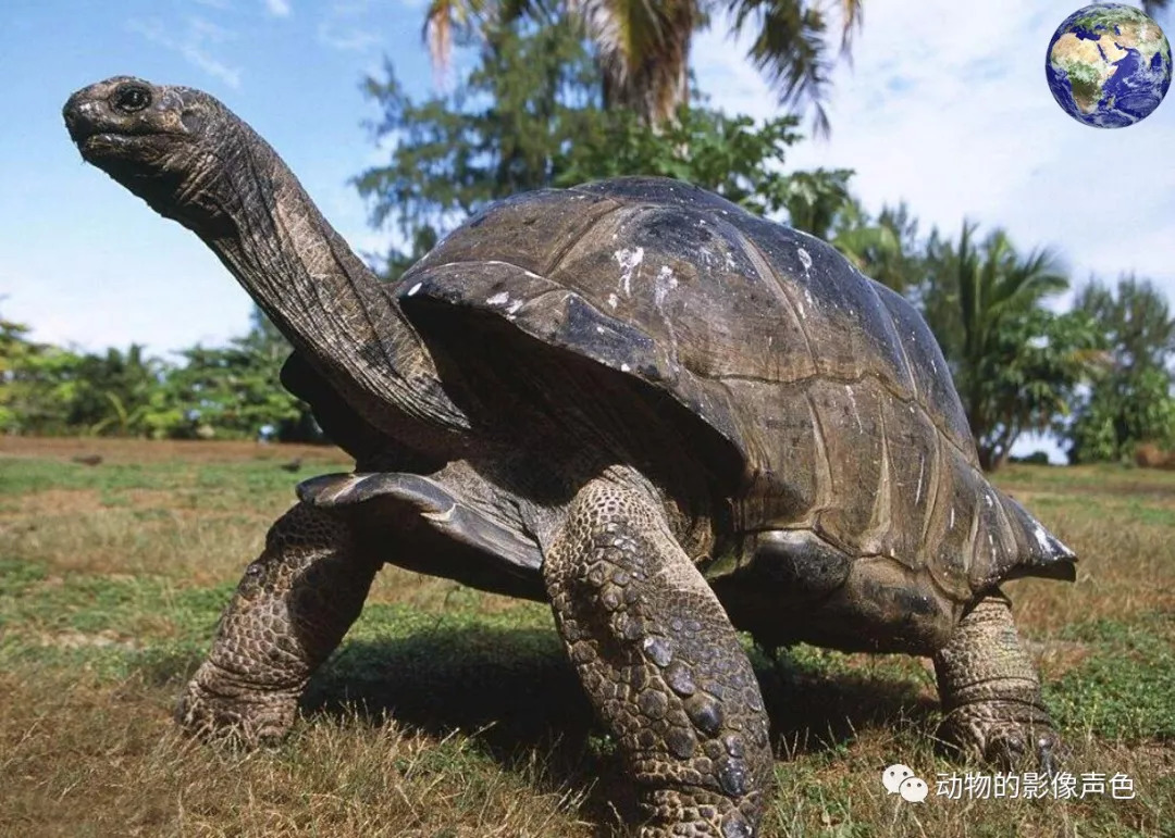 這種動物的平均壽命長達兩百年,巔峰體重超過六百斤_象龜