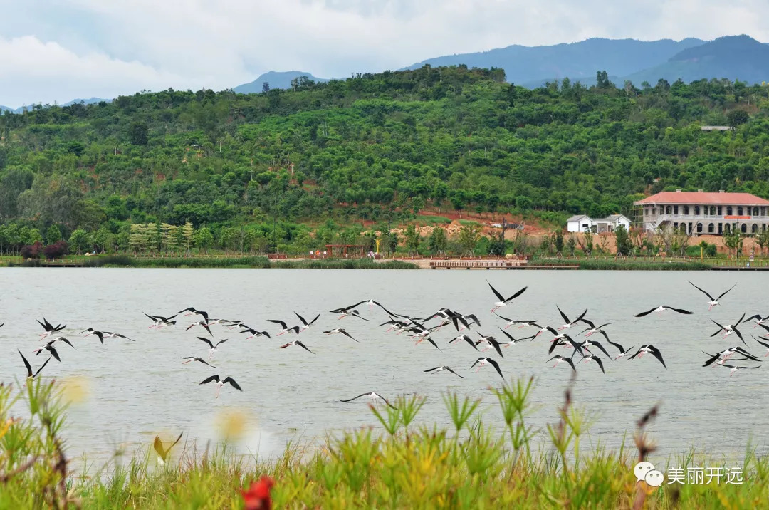 奇觀鳳凰湖上空現百鳥朝鳳美景