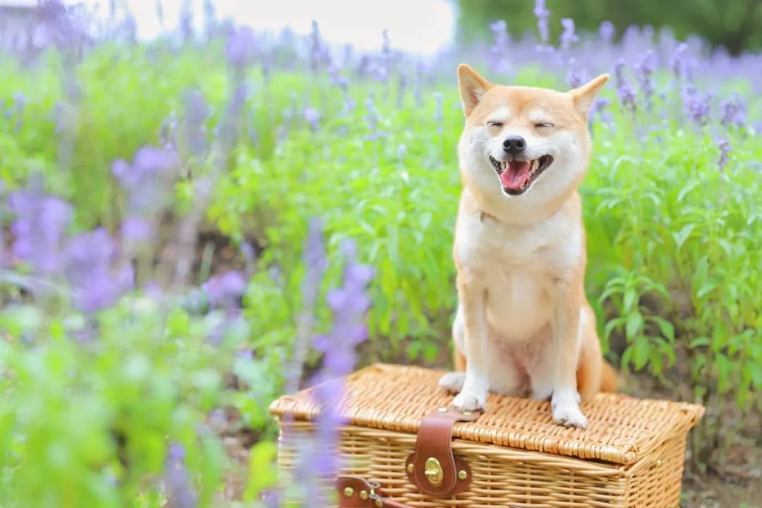 柴犬是不是最無憂無慮的狗?不然為什麼總能笑的這麼開心!