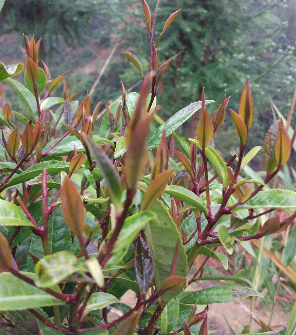 六堡茶紫芽茶你瞭解嗎