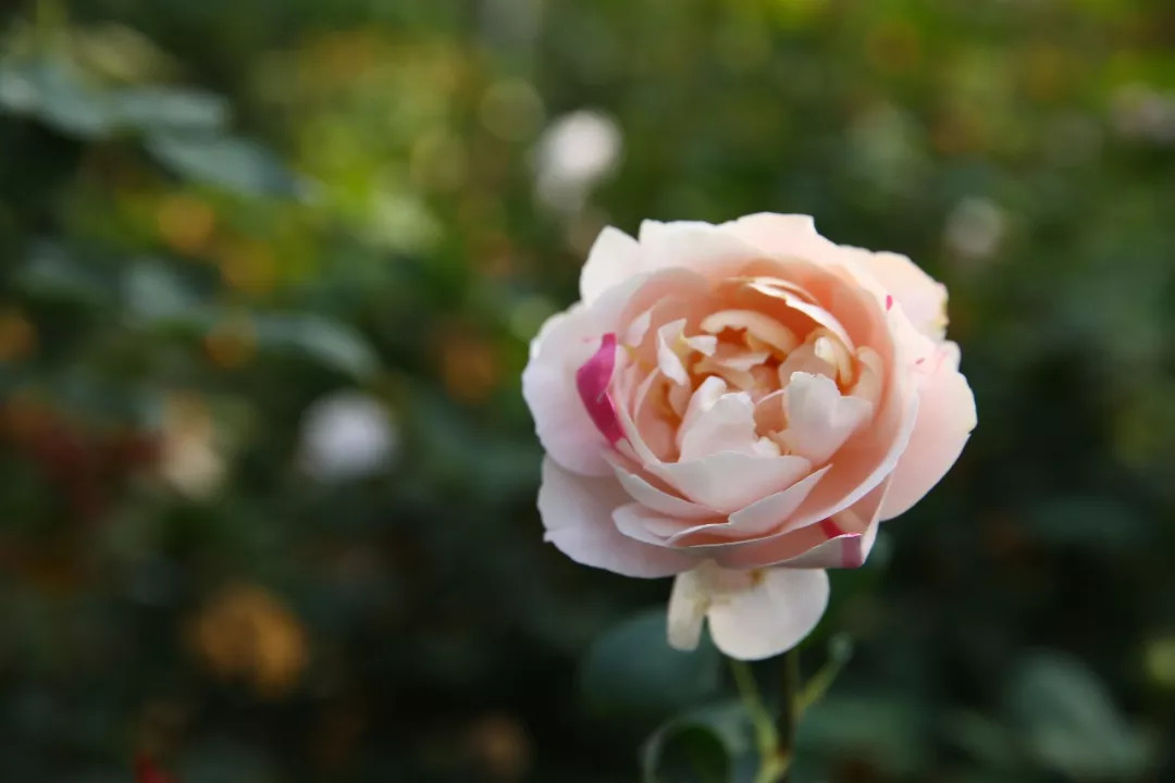 天狼说月季|还怕养不好「伊芙?这份高成活率选苗指南送给你