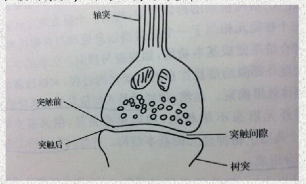 mac多原鏈的人工神經網絡起源史