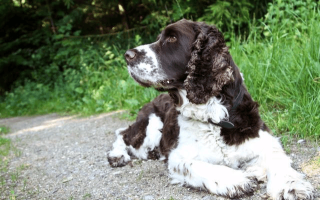 警犬中最常見犬之一 史賓格獵犬,這六種病也會騷擾到它