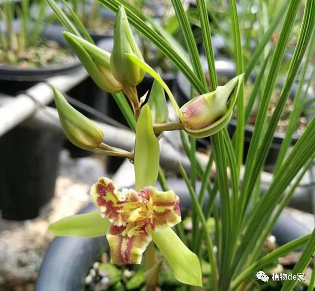 秋天養蘭花3種要首選能當開花機