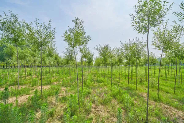 汉中绿化苗木基地图片