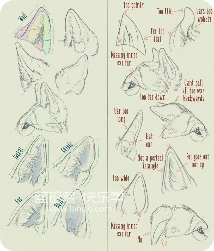 犬科动物绘制教程:狼与狗的画法_耳朵