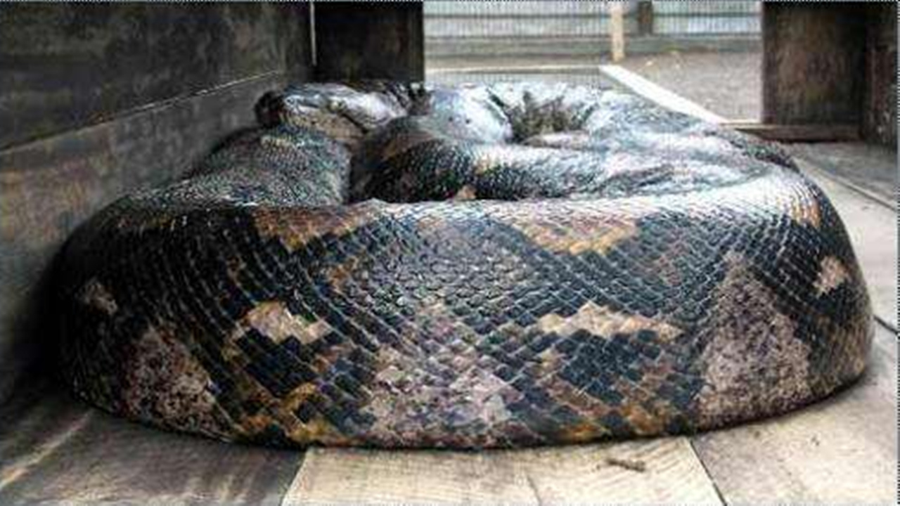 巨蛇最大千年图片