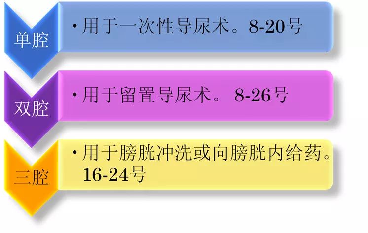 女性尿道很短,全長4～5cm,直徑8～10mm.