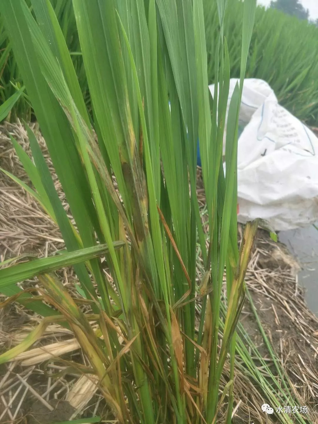 水稻患稻螟虫图片