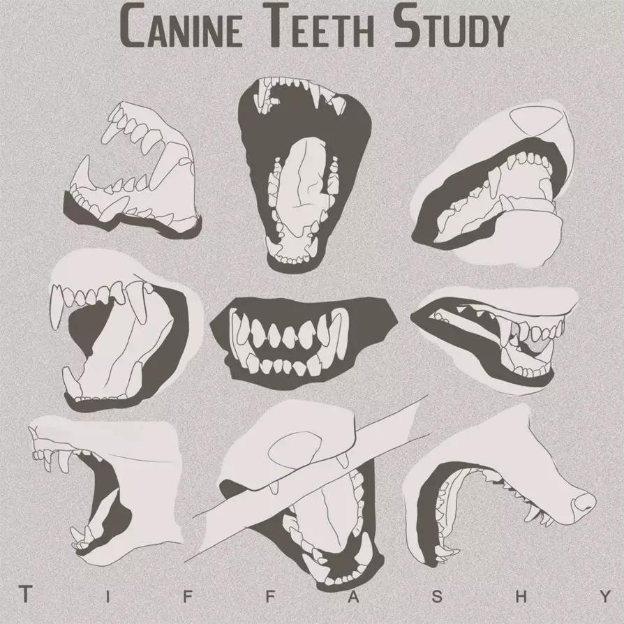 犬科動物繪製教程狼與狗的畫法