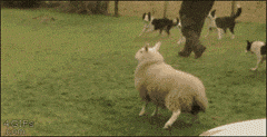 一只羊叫的表情包图片