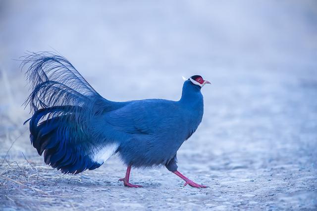 中国独有最美的鸡堪称蓝色妖姬