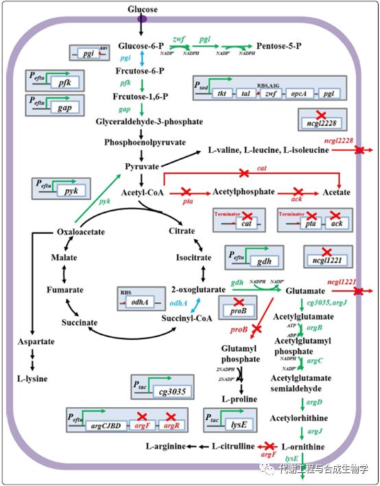 鸟氨酸循环的过程图片