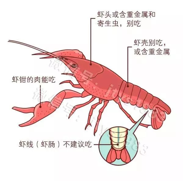 虾刺身种类大全图解图片