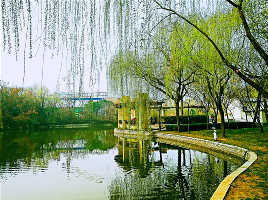西安浐灞生态区14年生态蜕变 让中国西北也有绿水江南