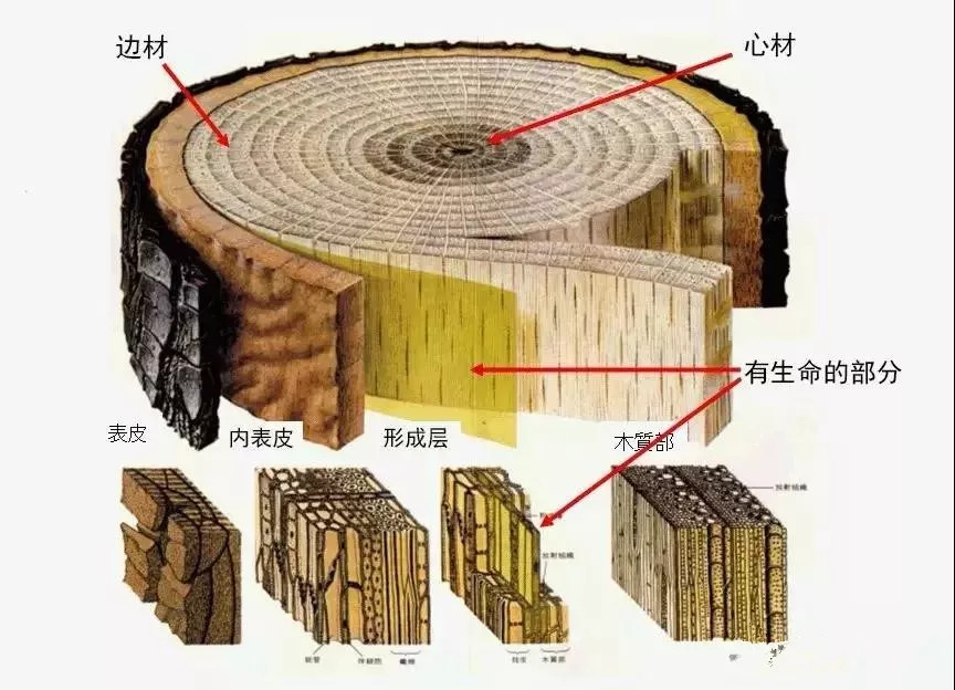 年轮密码:树木的年轮,是一部用岁月书写的自传