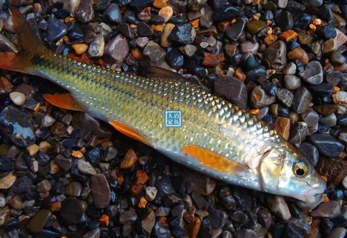 广西溪流鱼种图片