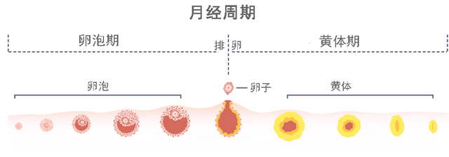 天！一個月來兩次大姨媽，我是怎麼了？ 健康 第2張