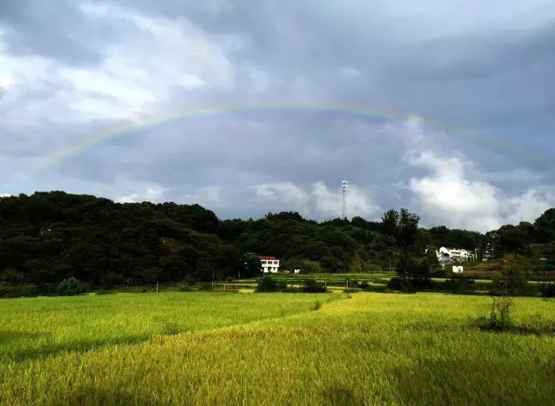 【影像記】豐收的嶽西_新嶽