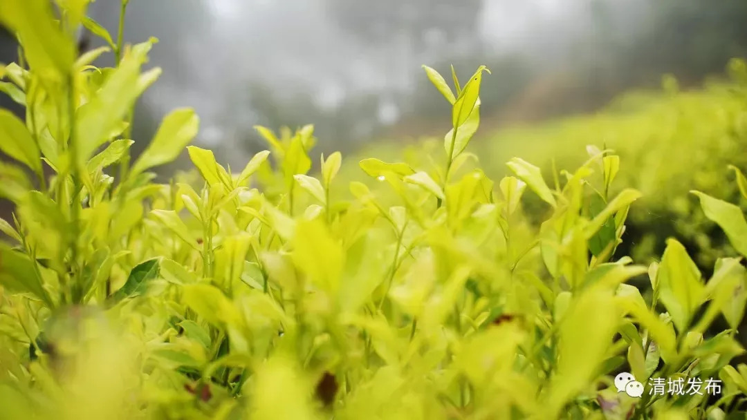 氤氳繚繞的仙境茶鄉,誠邀大家前來品茗_羅山