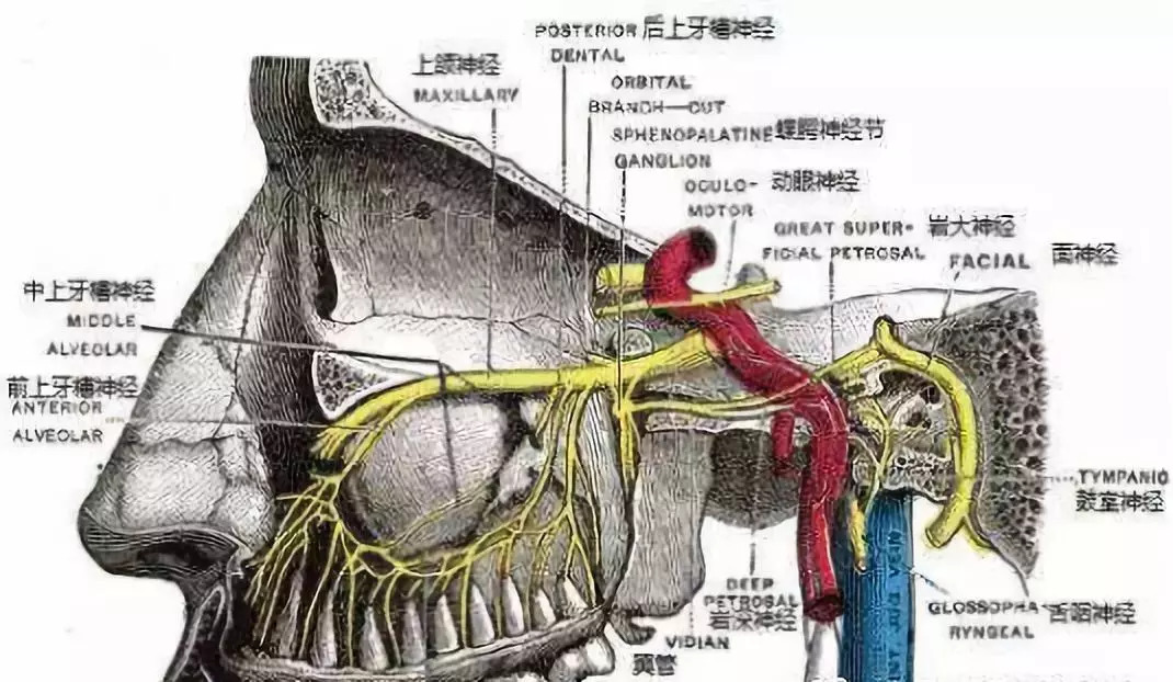 蝶腭神经节解剖图图片