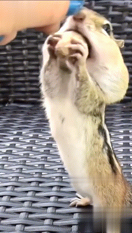 小松鼠跳舞动图图片