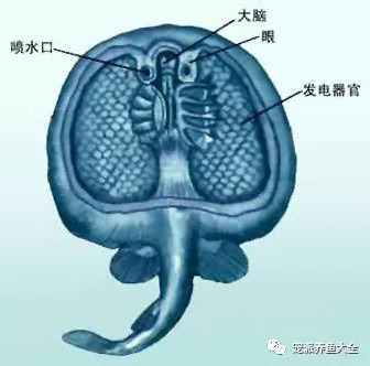 电鳐发电器官图片