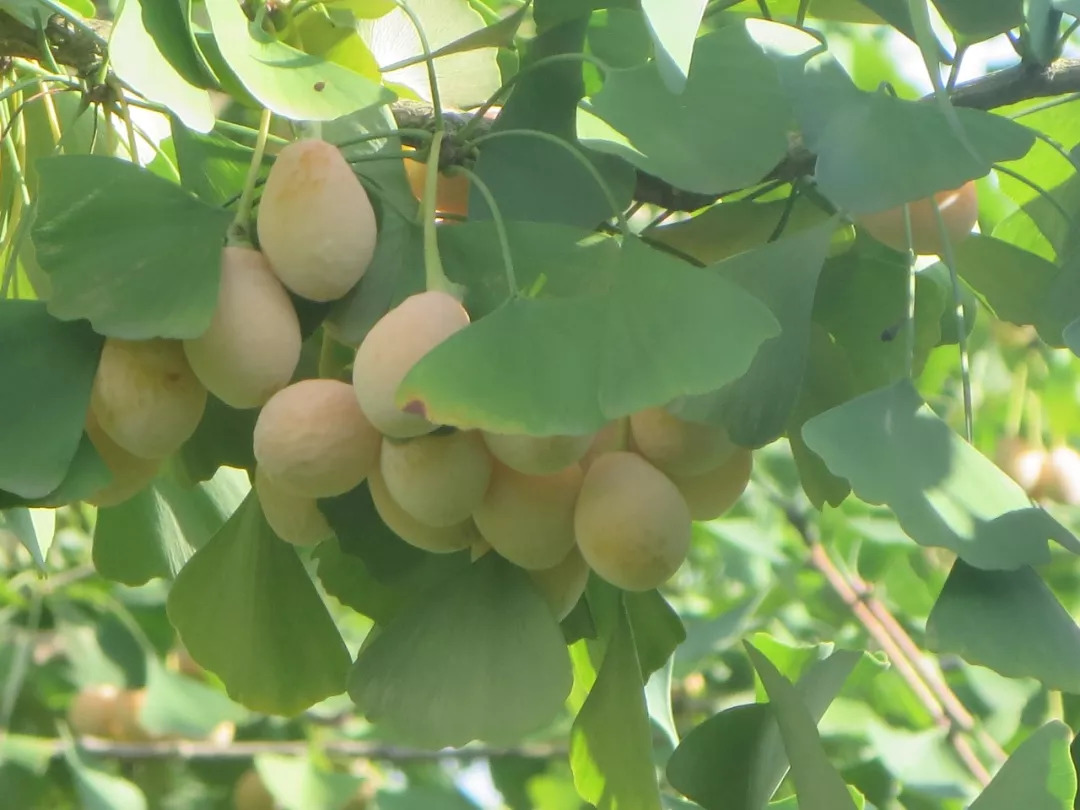 又逢一年金秋季银杏树果挂枝头