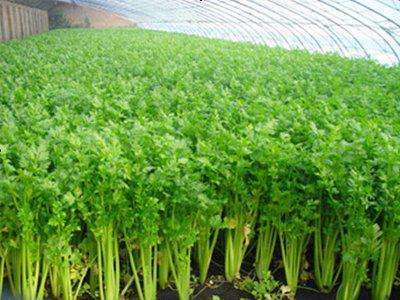 寿光作为全国最大的蔬菜大棚批发种植