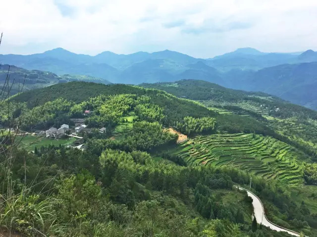 泽雅竹林图片