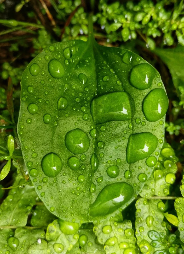 模式,把焦距調至近攝或微距,對準焦,深呼吸,手莫抖;攻略:雨中尋趣二