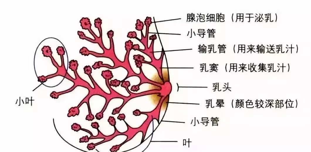 餵了那麼久的奶,你知道乳房怎樣分泌乳汁嗎?_乳腺