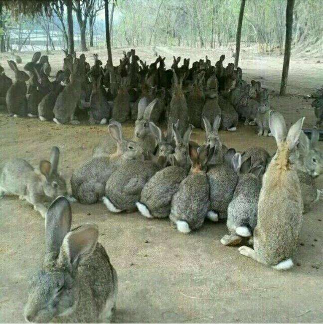 杂交野兔养殖技术
