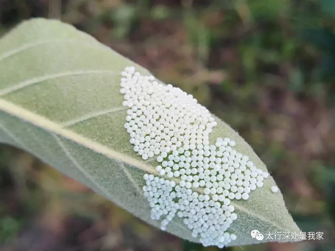 茶翅蝽虫卵图片