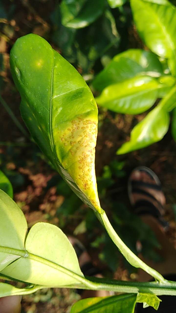 柑橘潰瘍病暴發,原因竟然是果農沒有防治好這個蟲害!