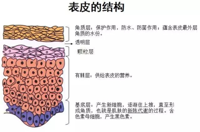 護膚錦囊你的肌膚問題到底是因為基底層受損還是角質層受損