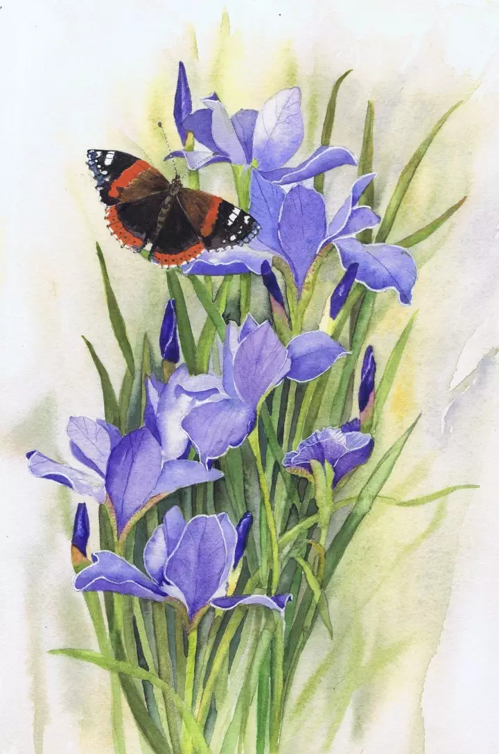 紫鸢花绘画图片